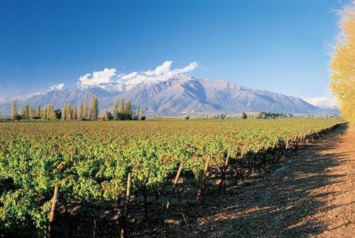 Vùng sản xuất rượu vang Piedmont