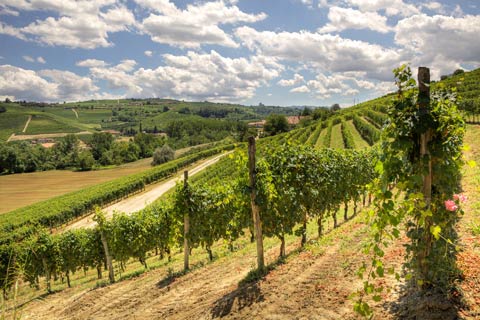 Vùng sản xuất rượu vang Tuscany